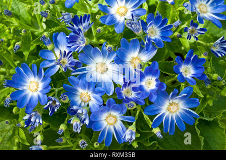 Small blue and white flowers Cineraria flowers, Pericallis x hybrida Stock Photo