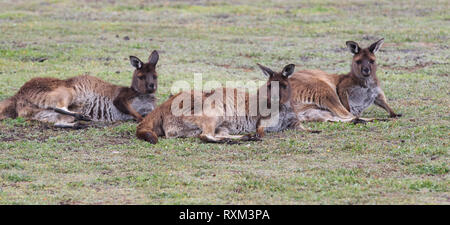 Group cute australian Kangaroo lying on the green golf field and relaxing Stock Photo