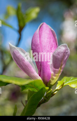 Magnolia x soulangeana 'Lennei' Stock Photo