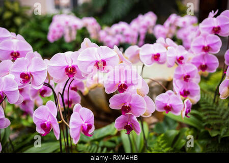 Orchid Extravaganza at Longwood Gardens, Kennett Square, Pennsylvania, USA, March 3, 2019. Stock Photo