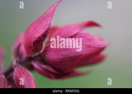 Lila Stock Photo