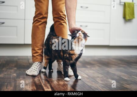 Domestic life with pet. Cat welcome his owner (young man) at home. Stock Photo