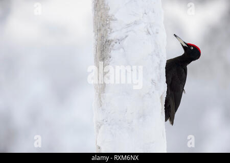 Black woodpecker on a snow and frost covered tree in Oulanka, Finland Stock Photo