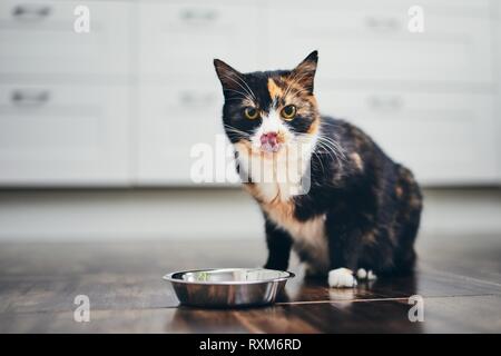 Hungry cat sitting next to bowl of food at home kitchen and looking at camera. Stock Photo