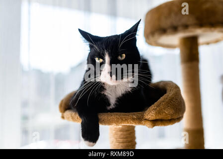 A black cat with a black and white snout, lies on a brown, cat scratcher inside the home. Stock Photo
