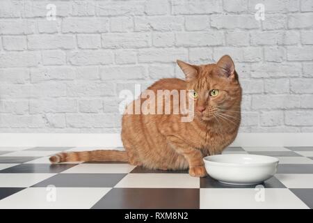 Ginger cat sitting beside a food bowl and looking sideways. Stock Photo