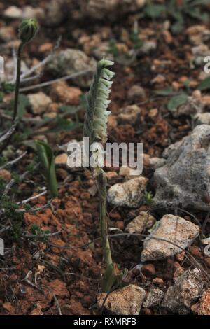 Autumn Ladys Tresses (Spiranthes spiralis) flowering in the garigue near Dingli Cliffs, Malta Stock Photo