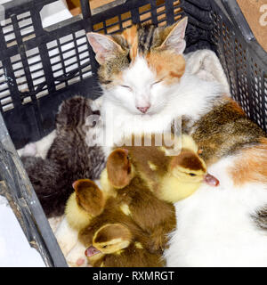 Cat foster mother for the ducklings. Cat in a basket with kitten and receiving musk duck ducklings. Stock Photo