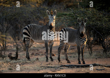 Zebra and calf in afternoon light Stock Photo