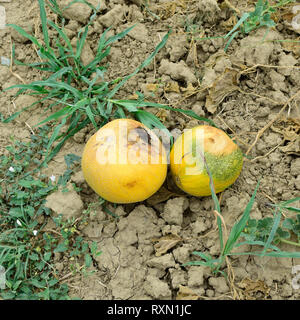 Ill rotten the melon. Fighting melons diseases Stock Photo