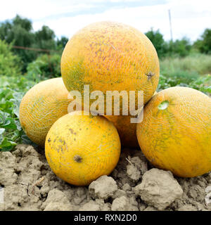 Melons, plucked from the garden, lay together on the ground. Ripe melon new crop. Stock Photo