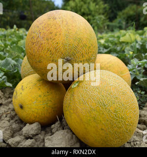 Melons, plucked from the garden, lay together on the ground. Ripe melon new crop. Stock Photo