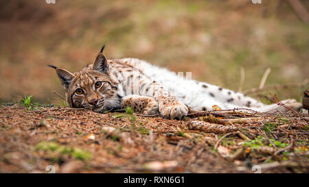 Eurasian lynx laying on the ground in autumn forest with blurred background. Stock Photo