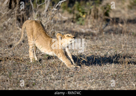 A lion cub stretches in the morning light Stock Photo