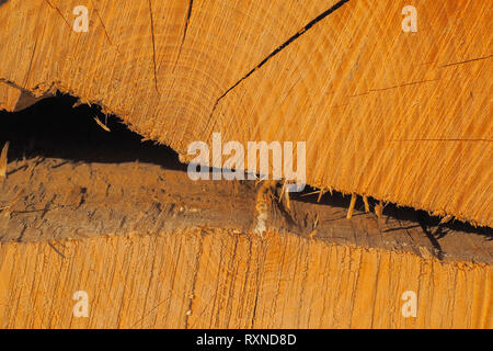 European ash (Fraxinus excelsior) wood Stock Photo