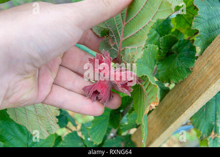 green hazelnuts in the process of ripening on the bush. Walnut in on man's hand Stock Photo