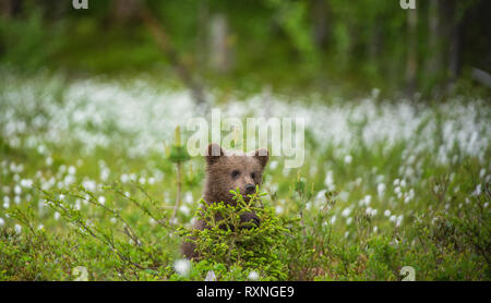 Brown bear cub in the field among white flowers. Brown bear cubs playing on the swamp in the forest. Scientific name: Ursus arctos. Bog with white flo Stock Photo