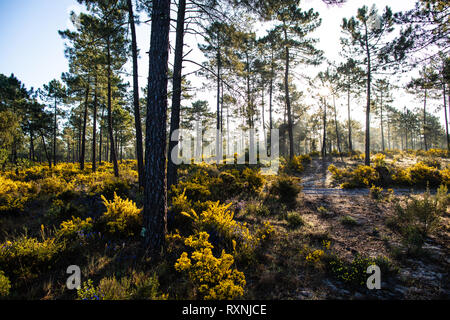 Sunrise in the pine forests of Comporta in the springtime Stock Photo
