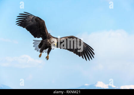 Adult White-tailed eagle in flight. Sky  background. Scientific name: Haliaeetus albicilla, Ern, erne, gray eagle, Eurasian sea eagle and white-tailed Stock Photo