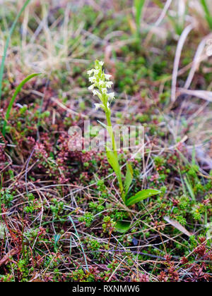 Flowers of Northern Green Orchid (Platanthera hyperborea) flowering in mossy Tundra biome in summer. Qaqortoq, southern Greenland Stock Photo