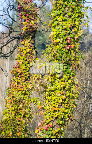 Ivy creeper (Hedera) growing and climbing up a tree trunk in Winter in the UK. Stock Photo