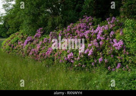 Wild Rhododendron bloom in Killarney National Park, County Kerry, Ireland, Europe Stock Photo