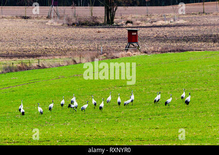 Flock of Grus Grus feeding on meadow Stock Photo