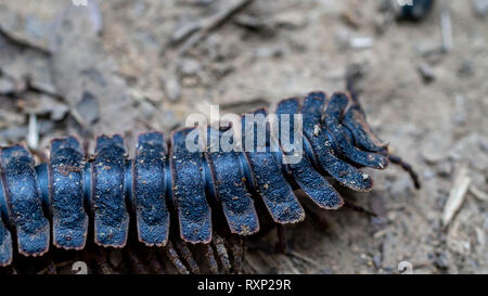 huge borneo flat back tractor millipede crawling on the forest ground Stock Photo