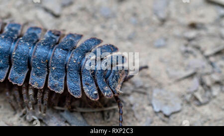 huge borneo flat back tractor millipede crawling on the forest ground Stock Photo