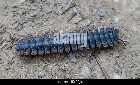 huge borneo flat back tractor millipede crawling on the forest ground Stock Photo