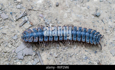 huge borneo flat back tractor millipede crawling on the forest ground Stock Photo