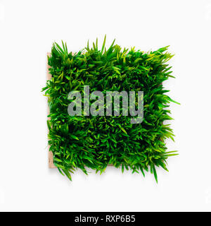 Decorative green grass in flowerpot isolated on white Stock Photo
