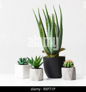 Aloe vera and succulent plants in pots over white wall Stock Photo