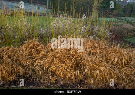 Hakonechloa macra with Cornus sibirica 'Flaviramea' in winter. RHS Garden Harlow Carr Stock Photo