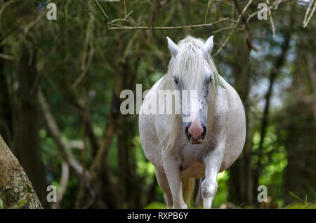 A portrait of a wild New Forest pony,  one of the recognised mountain and moorland or native pony breeds of the British Isles. Stock Photo