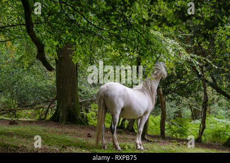 A portrait of a wild New Forest pony,  one of the recognised mountain and moorland or native pony breeds of the British Isles. Stock Photo