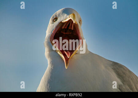 European Herring Gull screeching with mouth wide open and view of its narrow tongue Stock Photo