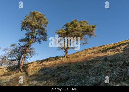 Two trees at Goyt valley within the Peak District National Park. Stock Photo