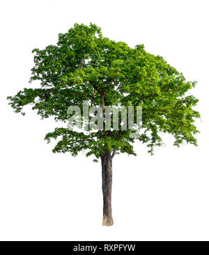 Beautiful green tree isolated on white background Stock Photo - Alamy