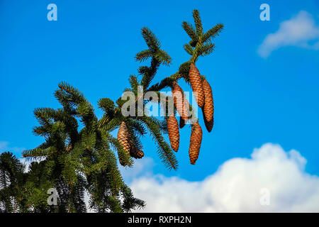 Brown fir cones on green Norway Spruce, Tarascon sur Ariege, Ariege, French Pyrenees, Pyrenees, France, EU Stock Photo