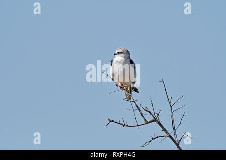 Black-shouldered kite (Elanus caeruleus) Stock Photo