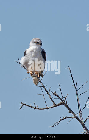 Black-shouldered kite (Elanus caeruleus) Stock Photo