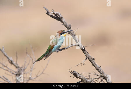 European bee-eater (Merops apiaster), immature bird wintering in Kenya. Stock Photo