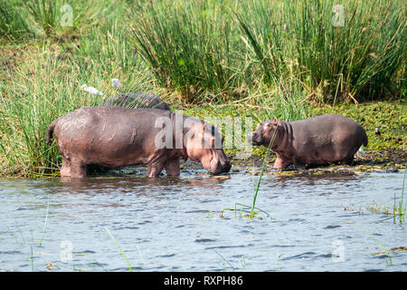 Female with young hippopotamus (Hippopotamus amphibius) on edge of Victoria Nile river in Murchison Falls National Park, Northern Uganda, East Africa Stock Photo