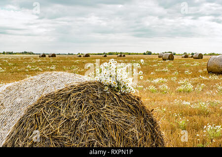 A bouquet of wild daisies on the background of a rural landscape with hay bales on a mowed field on a sunny autumn day Stock Photo
