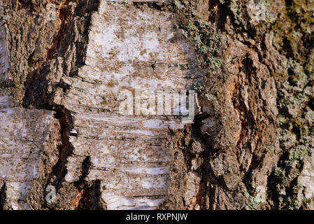 Birch tree bark texture and background close up. Brown color toned Stock Photo