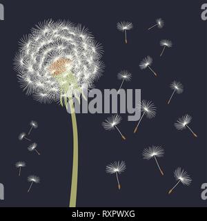 White dandelion with flying seeds. Vector illustration on black background. Stock Vector