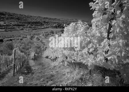 Vineyard vines in a infrared black and white landscape photography Stock Photo