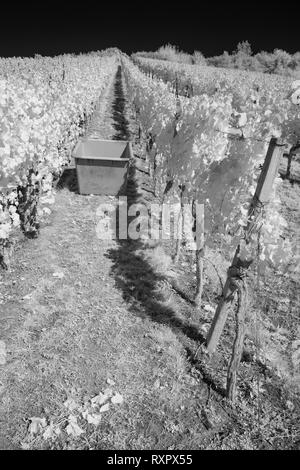 Crop in a vineyard in infrared black and white vertical format Stock Photo
