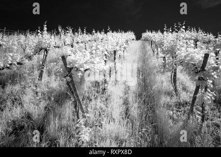 White infrared effect vineyard and vines in black and white landscape Stock Photo